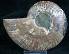 Split Ammonite Fossil (Half) - Beautiful #7981-1